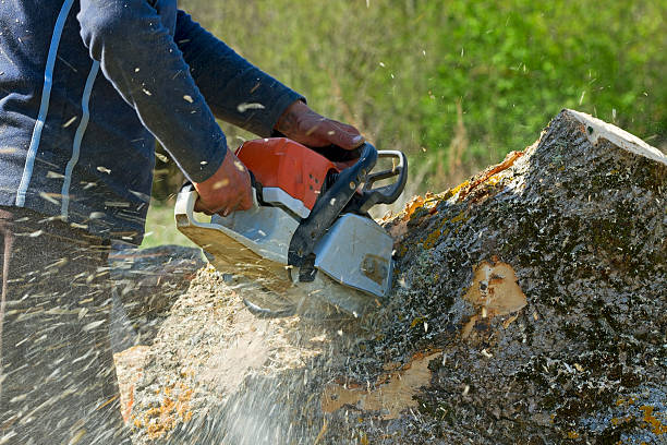 Best Emergency Tree Service  in Pontiac, MI